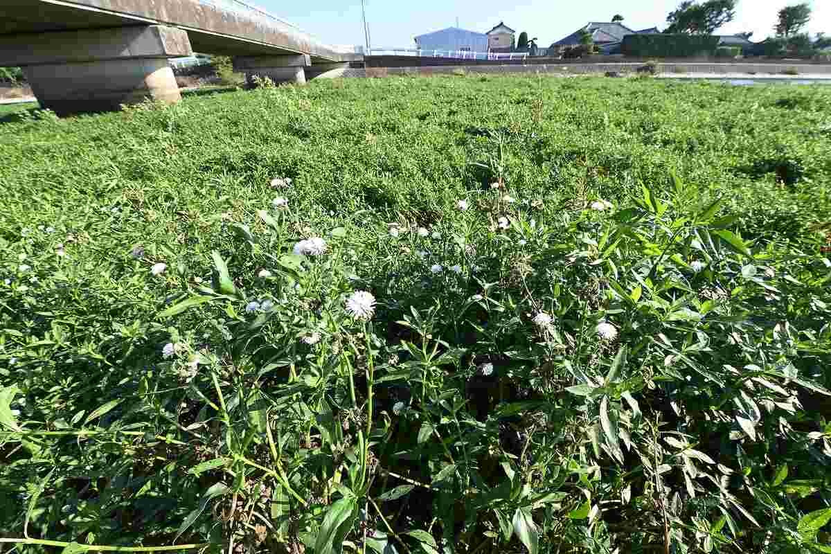 レス7番の画像7